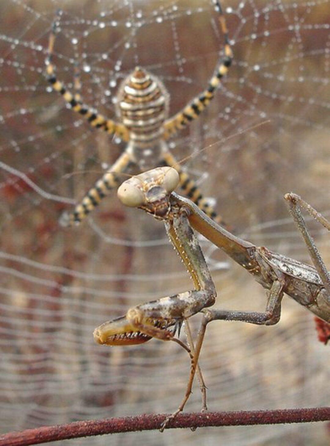 Praying mantis spider