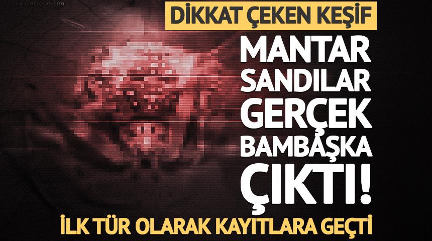 Mantar sandılar, ger&ccedil;ek bambaşka &ccedil;ıktı! İlgin&ccedil; keşif