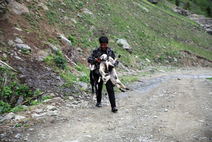 Bu fiyata çoban bulamayınca yurt dışından getirtti G4