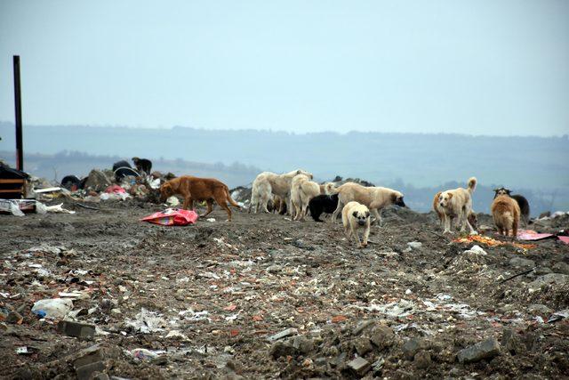 Edirne Belediyesi: 500 köpeğin öldürüldüğü iddiası asılsız