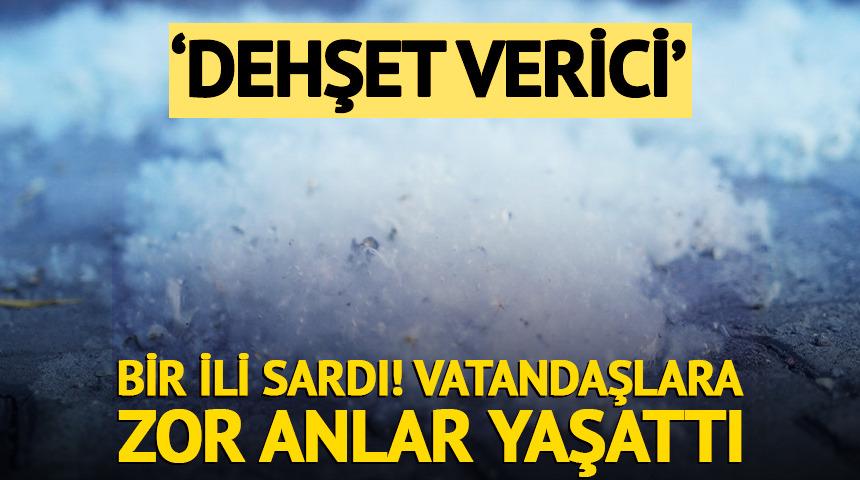 Bir ili sardı, vatandaşlara zor anlar yaşattı! 'Dehşet verici'