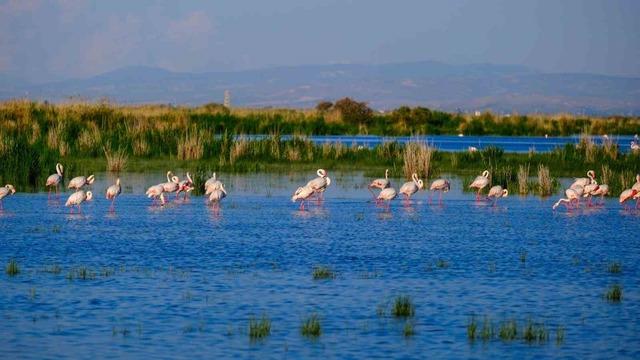 Kuş cenneti Akgöl eski günlerine döndü: "Allı turnalar" görsel şölen sunuyor 12