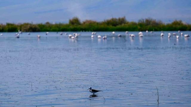 Kuş cenneti Akgöl eski günlerine döndü: "Allı turnalar" görsel şölen sunuyor 7