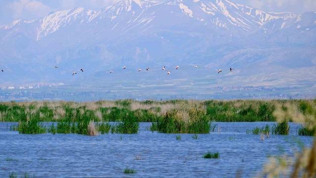 Kuş cenneti Akgöl eski günlerine döndü: "Allı turnalar" görsel şölen sunuyor 4
