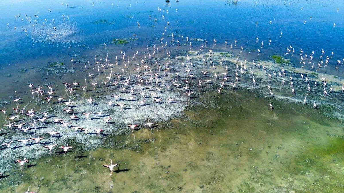 Kuş cenneti Akgöl eski günlerine döndü: "Allı turnalar" görsel şölen sunuyor