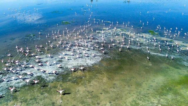 Kuş cenneti Akgöl eski günlerine döndü: Allı turnalar görsel şölen sunuyor