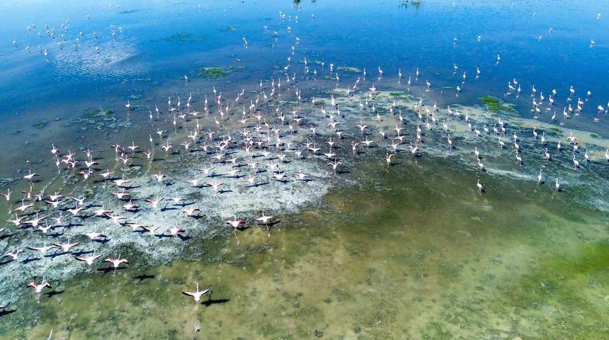 Kuş cenneti Akg&ouml;l eski g&uuml;nlerine d&ouml;nd&uuml;: "Allı turnalar" g&ouml;rsel ş&ouml;len sunuyor