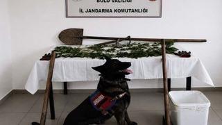 Bolu’da kenevir bahçesi oluşturan şüpheli tutuklandı