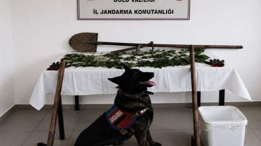 Bolu&rsquo;da kenevir bah&ccedil;esi oluşturan ş&uuml;pheli tutuklandı