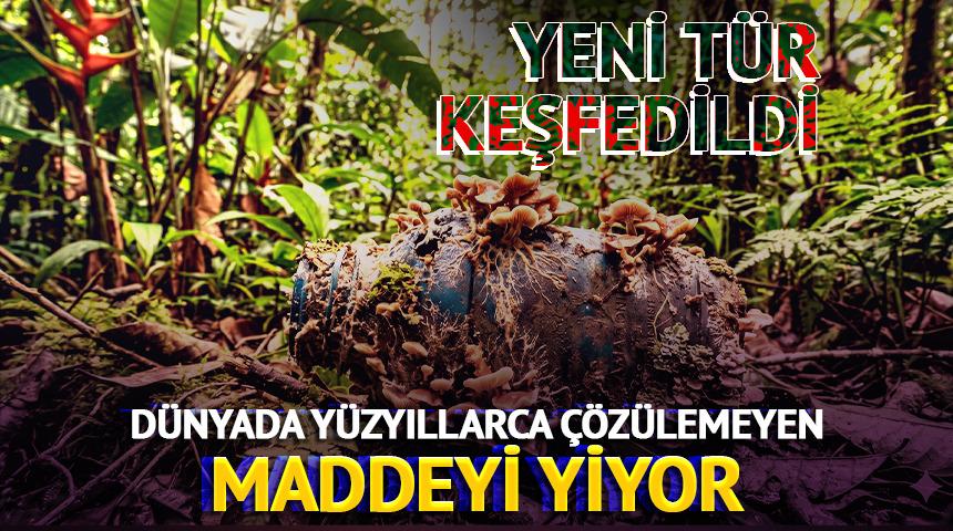 D&uuml;nyada y&uuml;zyıllarca &ccedil;&ouml;z&uuml;lemeyen maddeyi yiyor! Yeni t&uuml;r keşfedildi
