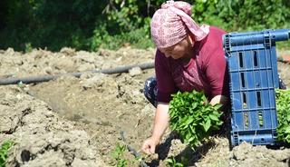 62 yıldır aynı tohumu ekiyorlar! K&ouml;y her yıl kırmızıya b&uuml;r&uuml;n&uuml;yor