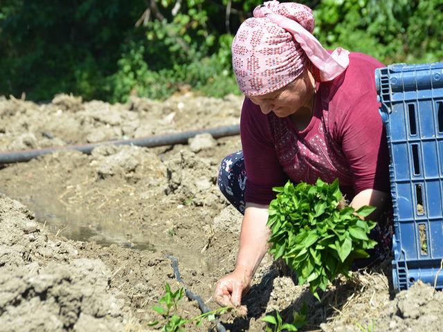 62 yıldır aynı tohumu ekiyorlar! K&ouml;y her yıl kırmızıya b&uuml;r&uuml;n&uuml;yor