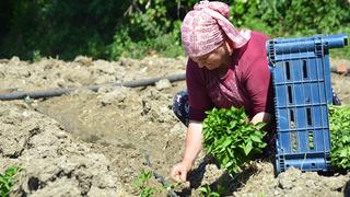62 yıldır aynı tohumu ekiyorlar! Köy her yıl kırmızıya bürünüyor