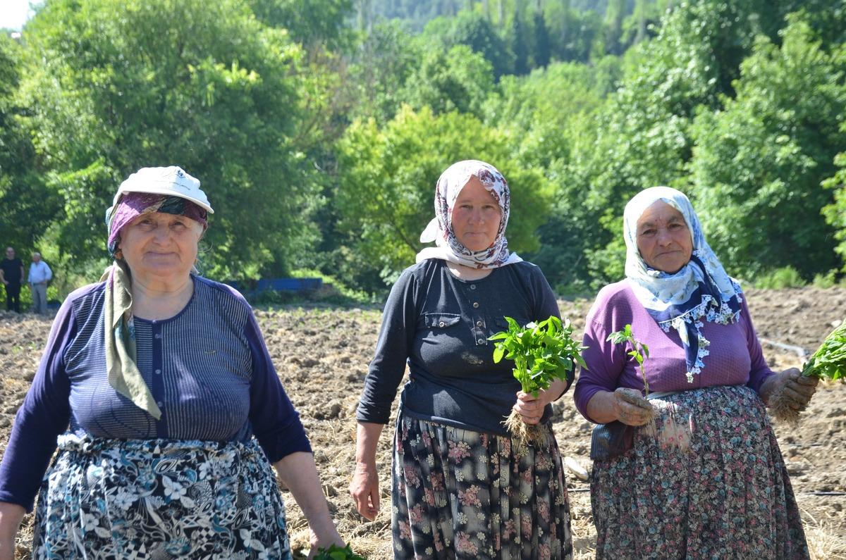 62 yıldır aynı tohumu ekiyorlar! Köy her yıl kırmızıya bürünüyor 1