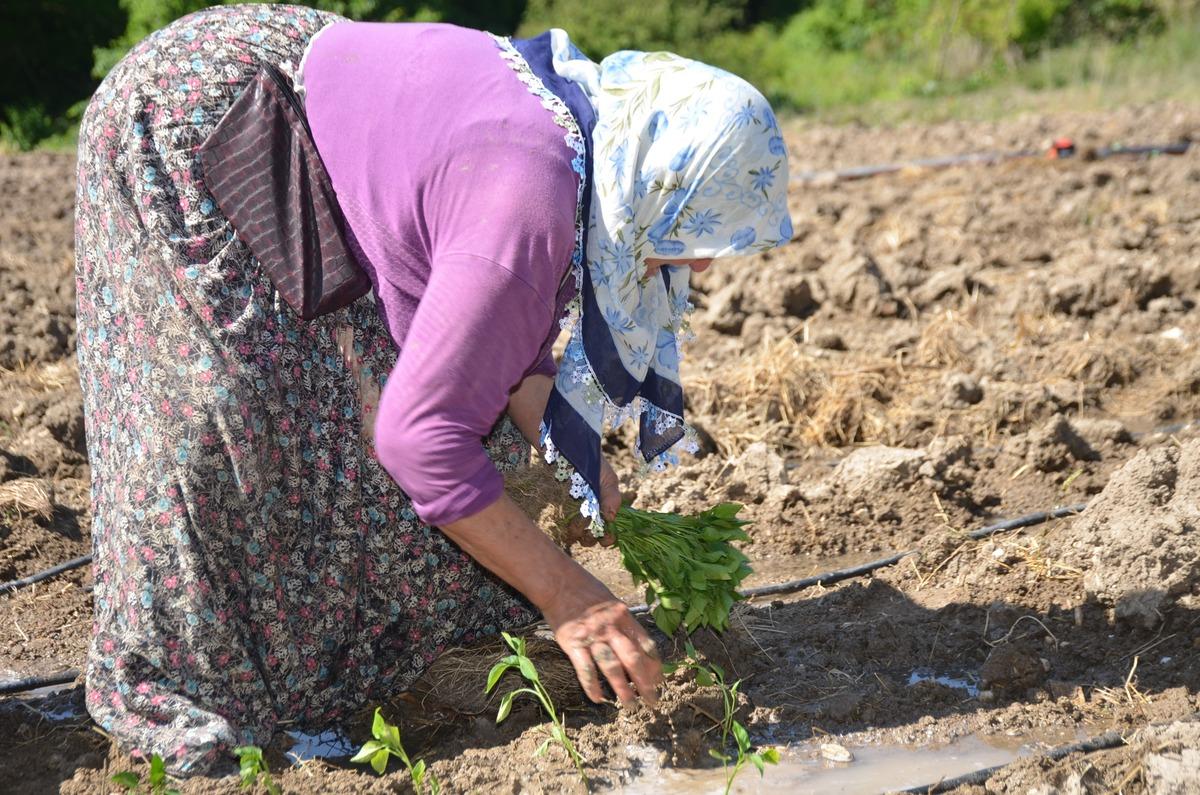 62 yıldır aynı tohumu ekiyorlar! Köy her yıl kırmızıya bürünüyor 2