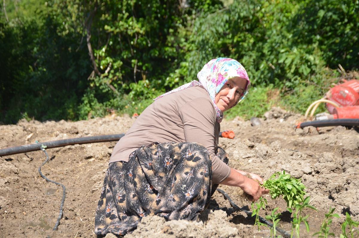 62 yıldır aynı tohumu ekiyorlar! Köy her yıl kırmızıya bürünüyor 3