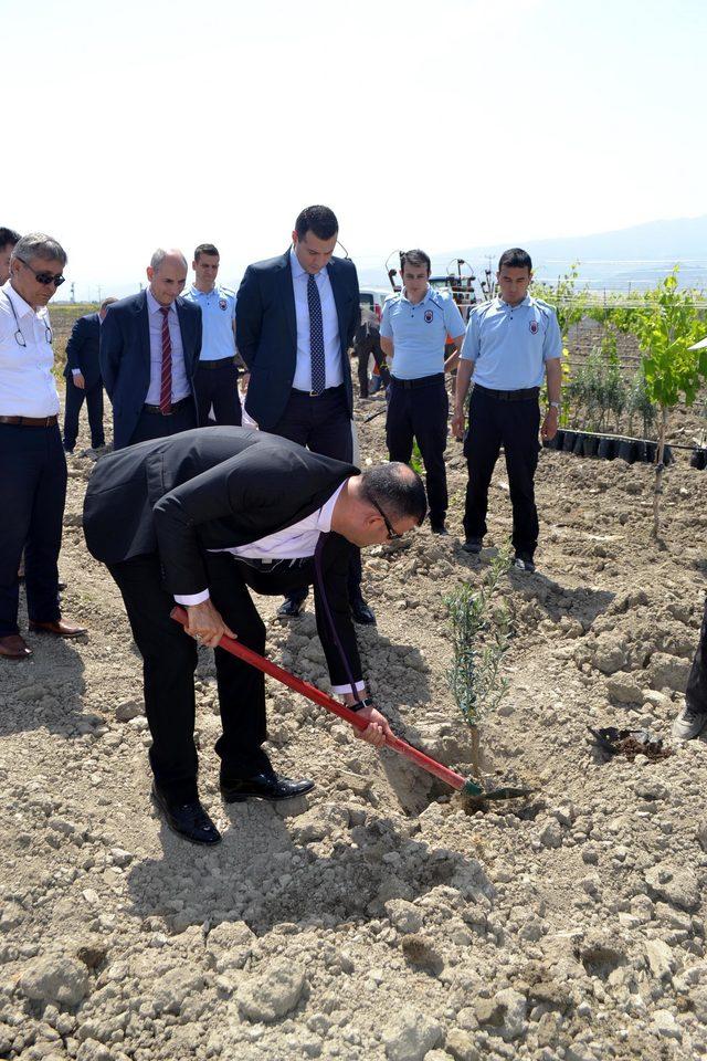 Afrin şehitleri anısına zeytin fidanı diktiler