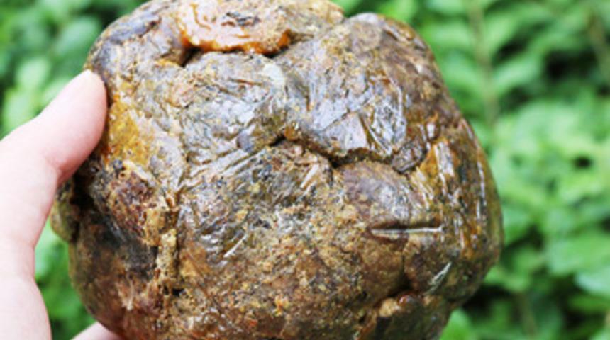 Kanser hastalarının umudu propolis