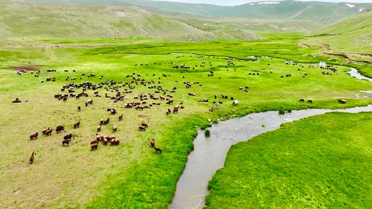 Yaylayı bastılar, çıkacak gibi değiller! Onlarcası doluştu