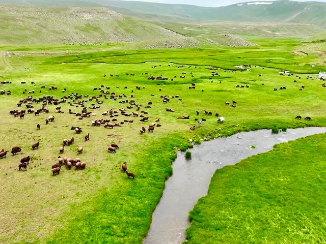 Yaylayı bastılar, &ccedil;ıkacak gibi değiller! Onlarcası doluştu