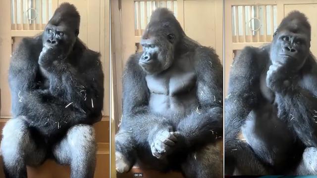 Eşiyle kavga eden gorilin kameraya yansıyan görüntüleri viral oldu