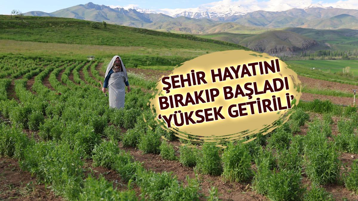 İstanbul'dan köye yerleşti, hobi olarak başladı: 2 bin TL'yi