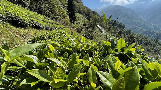 ÇAYKUR'un birinci sürgün yaş çay alımları devam ediyor
