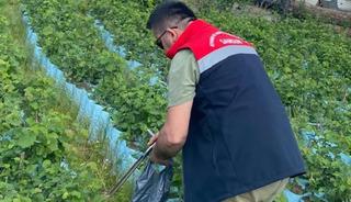 Samsun'da fidancılık işletmeleri mercek altında