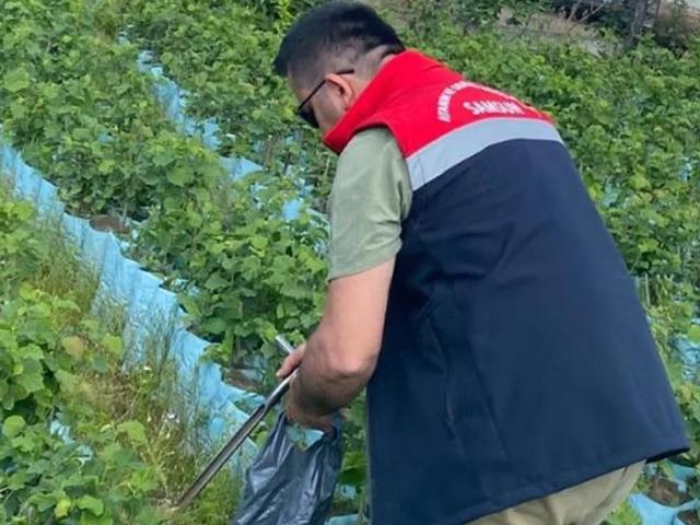 Samsun'da fidancılık işletmeleri mercek altında