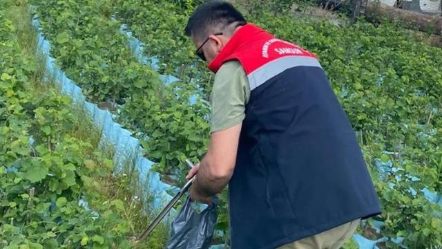 Samsun'da fidancılık işletmeleri mercek altında