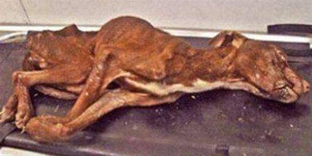 Onu bulduklarında &ouml;lmek &uuml;zereydi 