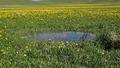 2 bin 800 y�ll�k s�r ortaya ��kt�: Van�da inan�lmaz manzara