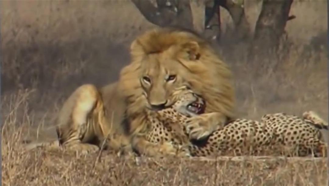 Avcı avcının peşine d&uuml;şt&uuml; 