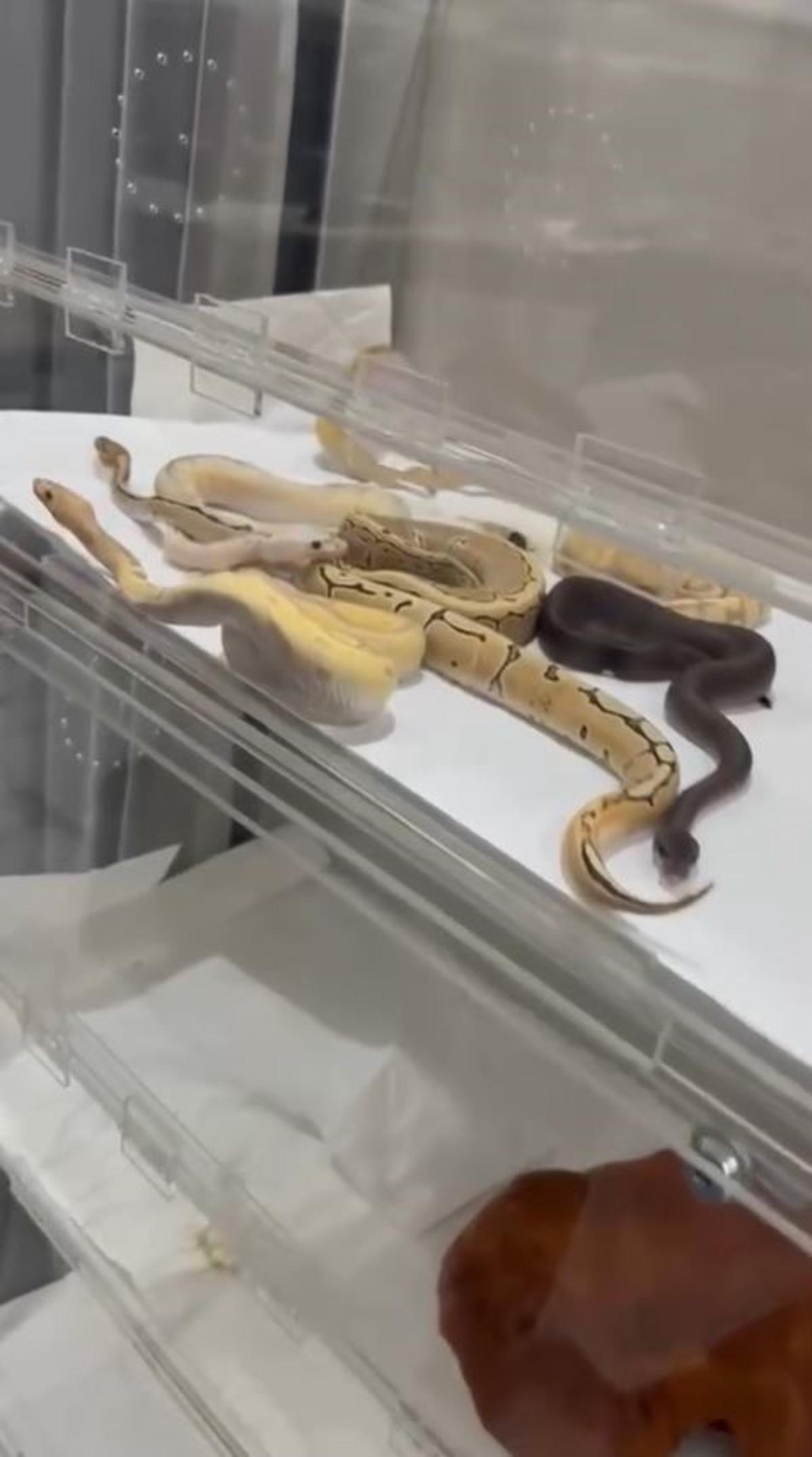 İstanbul da gizli yılan evi ortaya çıktı! Pitonlar, Mısır yılanları ve king bulundu 2