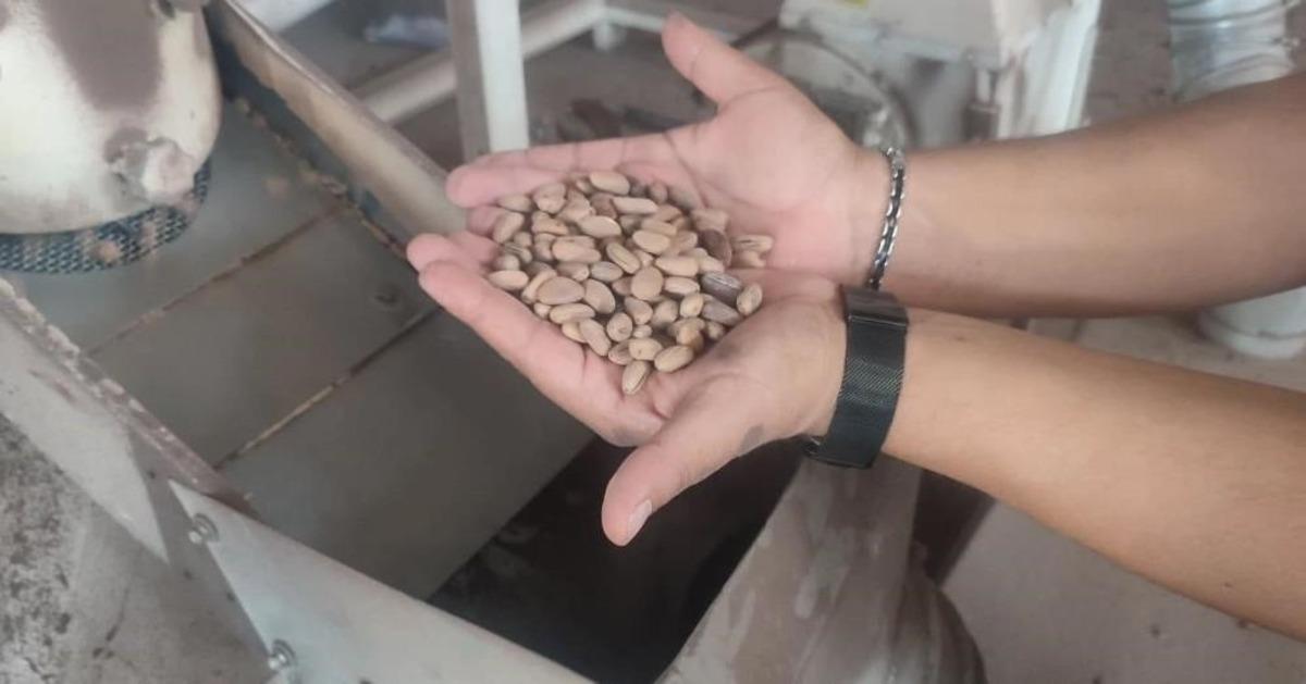 Fiyatı altınla yarışıyor! Dünyanın en değerli kuruyemişi olarak gösteriliyor 1