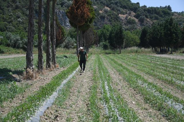 Kuşadası’nda Adabahçe yaz hasadına gün sayıyor 5