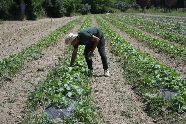 Kuşadası’nda Adabahçe yaz hasadına gün sayıyor 2
