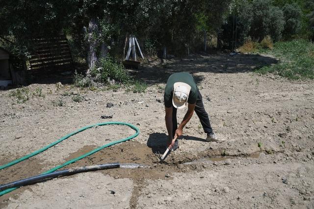 Kuşadası’nda Adabahçe yaz hasadına gün sayıyor 1