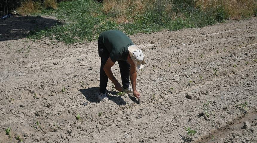 Kuşadası&rsquo;nda Adabah&ccedil;e yaz hasadına g&uuml;n sayıyor