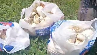 Erzurum&rsquo;da sağanak yağışların ardından mantar bereketi: 45 dakikada poşetler doldu