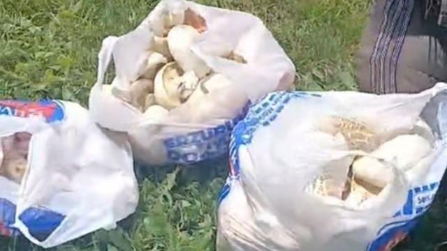 Erzurum’da sağanak yağışların ardından mantar bereketi: 45 dakikada poşetler doldu