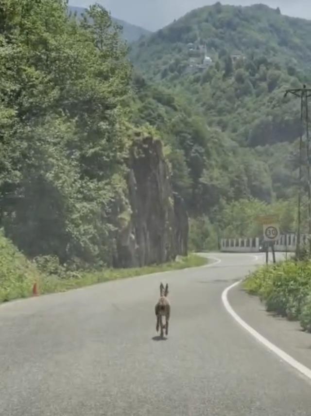 Trabzon&rsquo;da ilk kez g&ouml;r&uuml;nt&uuml;lendi; &Ccedil;engel boynuzlu dağ ke&ccedil;isi yavrusu karayoluna indi 1