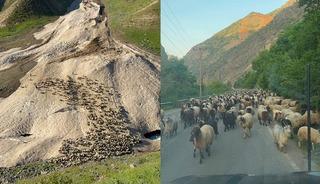 Hakkari&rsquo;de yayla sezonu gecikmeli başladı