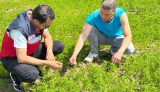 &Ccedil;avdarhisar&rsquo;da &ccedil;&ouml;rek otu &uuml;retim alanlarında kontrol