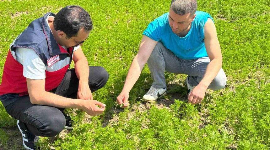 &Ccedil;avdarhisar&rsquo;da &ccedil;&ouml;rek otu &uuml;retim alanlarında kontrol