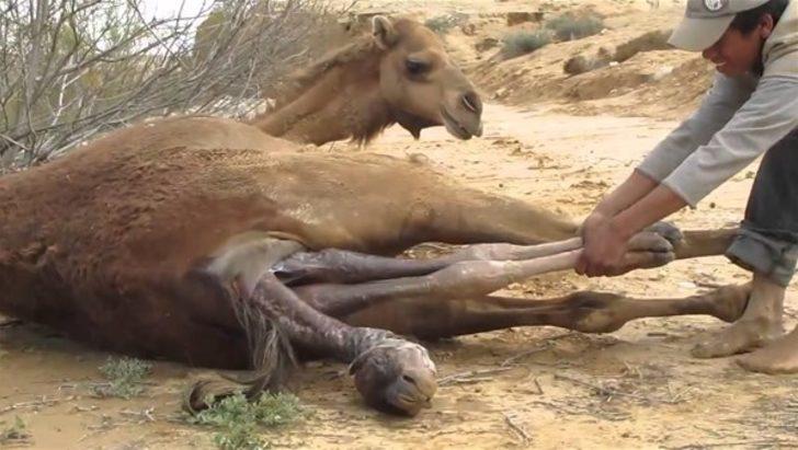 Doğum anı böyle görüntülendi. G1