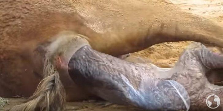 Doğum anı böyle görüntülendi. G2