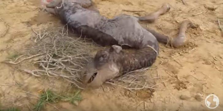 Doğum anı böyle görüntülendi. G3