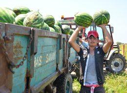 Adana'nın turfanda karpuzu piyasaya çıktı