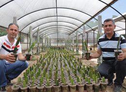 Tayland'da tattığı 'ejder meyvesi'ni Aydın'da üretiyor